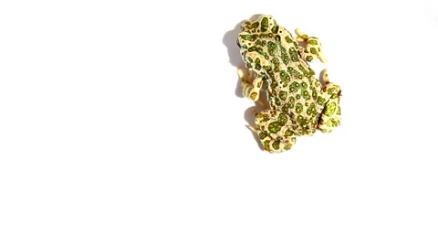 Frog on white background Stock Footage 35569724