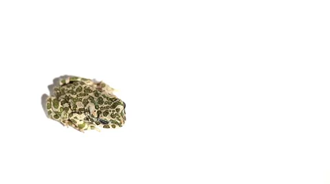 Frog on white background Stock Footage 35570049