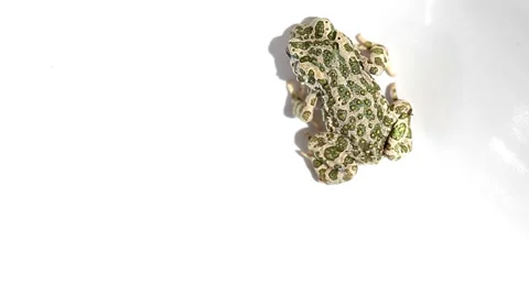 Frog on white background Stock Footage 35570173