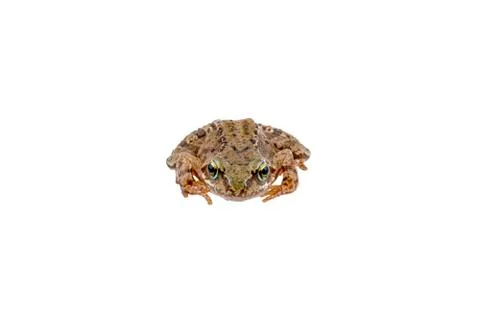 Frog on white background Stock-Fotos