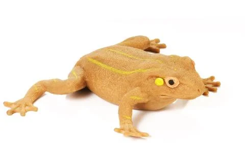 Frog on white Stock Photos
