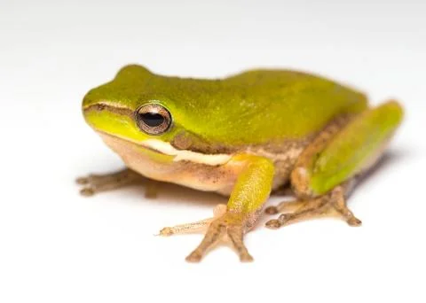 Frog  on white Stock Photos