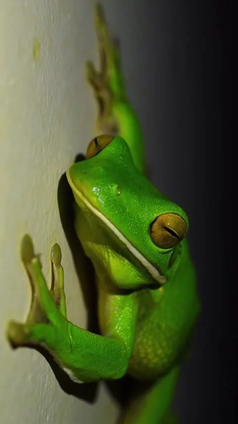 A frog in the wild Stock Footage 325564426
