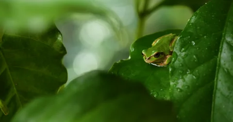 The frog wipes his face. Video stock 163315177