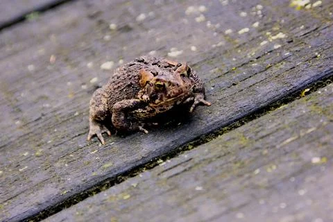 Frog on wood 写真素材