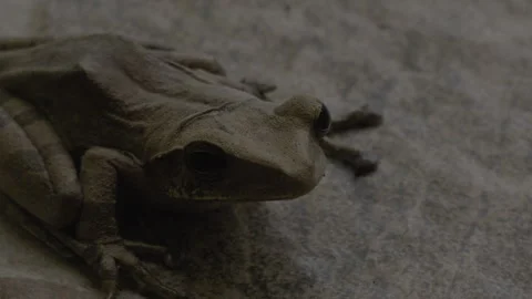 Frog1 Stock Footage 294549559