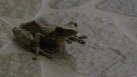 Frog2 Stock Footage 294563202