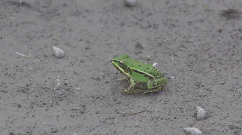 Frog_jumping_slomo Stock Footage 49165836