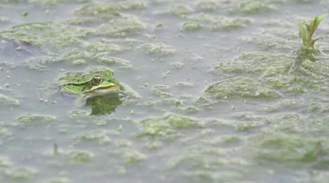 Frog_jumping_slomo Stock Footage 49165919