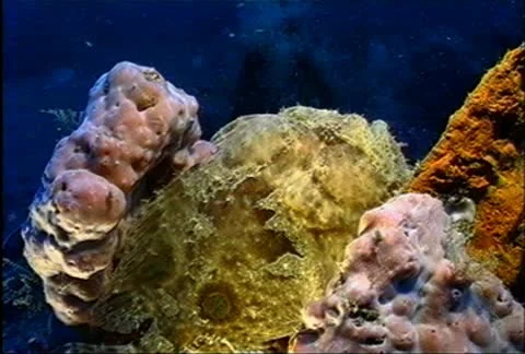 Frogfish Anglerfish 16 Stock Footage