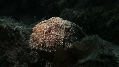 A  frogfish Anglerfish displaying its worm like lure to attract prey Stock Footage 236923111