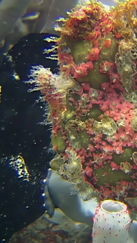 Frogfish Camouflage Masterclass in Sipadan's Coral Reef Stock Footage 344783631