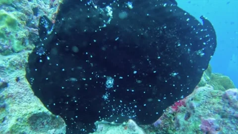 Frogfish camouflaged Stock Footage 328594690
