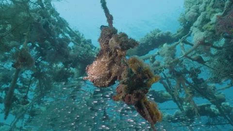 Frogfish on Coral-Covered Rope: Red Sea 4K Macro (50fps for Slow Motion) Stock Footage 331719952