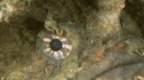 Frogfish Stock Footage 292384