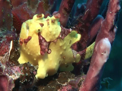 Frogfish Stock Footage 98475562