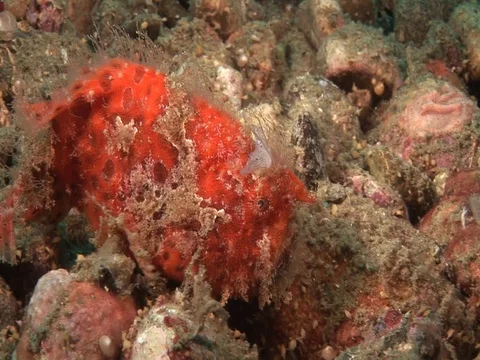 Frogfish Stock Footage 98669225