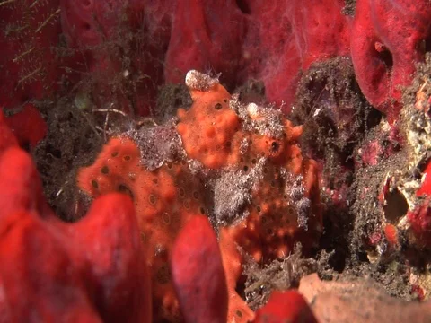 Frogfish Stock Footage 98669493