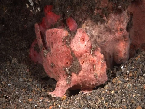 Frogfish Stock Footage 98669555