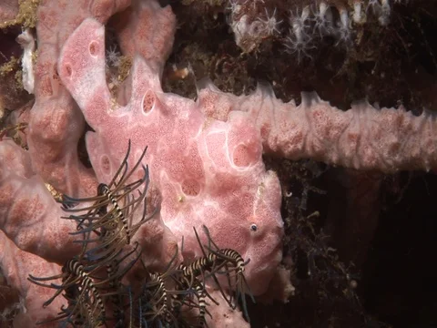 Frogfish Stock Footage 98669957