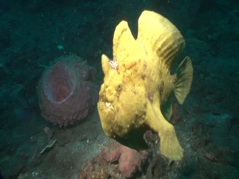 Frogfish Stock Footage 98670059