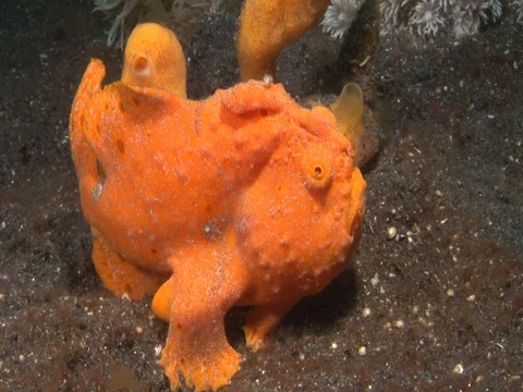 Frogfish Video stock 98670090