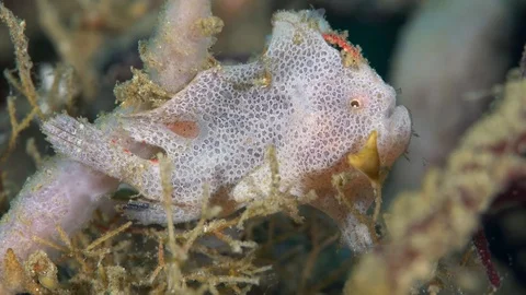 Frogfish in Lembeh Stock Footage 72690872