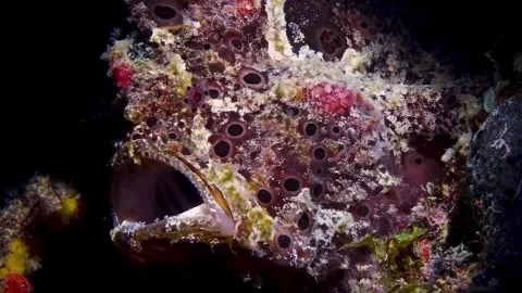 Frogfish in the sea Vídeo Stock 330898760