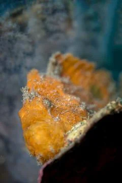 Frogfish sitting on sponge Stock Photos
