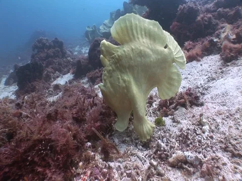 Frogfish swimming Stock Footage 98669894