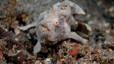 Frogfish Walking Down Sand Slope Stock Footage 112234499
