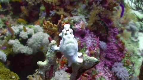 Frogfish, White Frog Fish, perched on coral, front view 2.1 Stock Footage 151040621