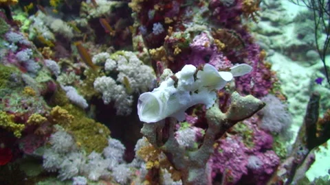 Frogfish, White Frog Fish, perched on coral, side view of frogfish yawning. 動画素材 151040699