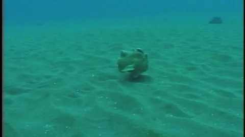 Frogfish2 Stock Footage 81226980