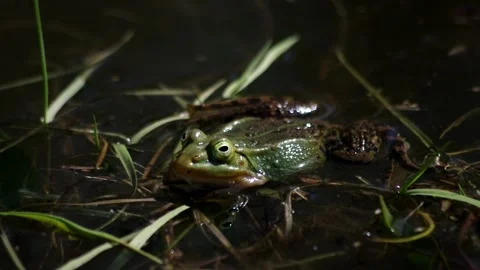 Froggies in the spring pond Stock Footage 130272784