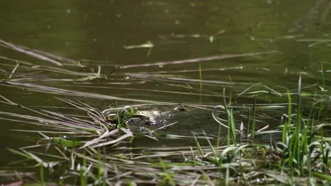 Froggies in the spring pond Stock Footage 130272913