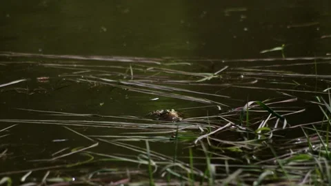 Froggies in the spring pond Stock Footage 130273210