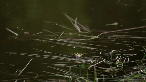 Froggies in the spring pond Stock Footage 130273453