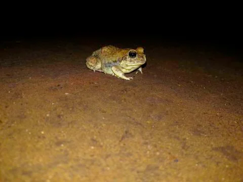 Frogging for frog Foto stock