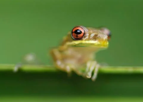 Froggy Stock Photos