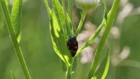 Froghopper Beetle, Cercopis arcuata Video stock 11206752