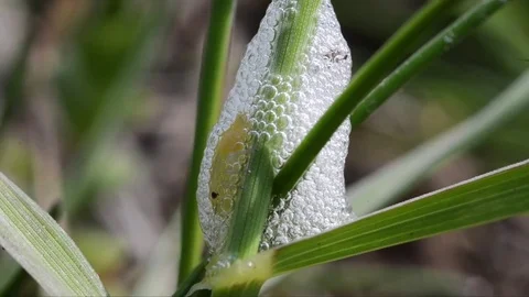 Froghoppers larva, cover of frothed-up plant sap resembling saliva Stock Footage