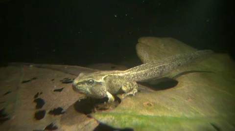 Froglet Vidéo 735372
