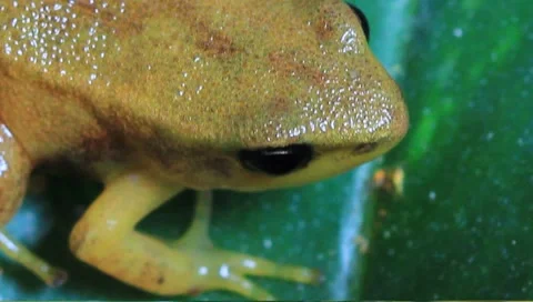 Froglet  Stock Footage 1807145