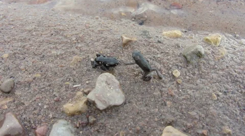 Froglet walking along the shore Vídeo Stock 51833500