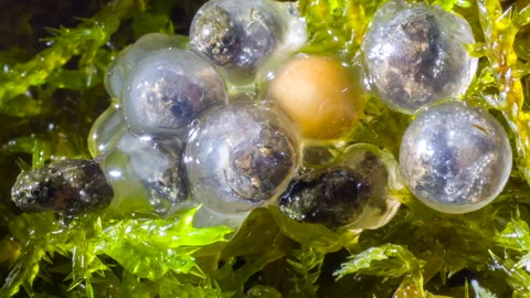 Froglets of  the Yanayacu Robber Frog  (Pristimantis bicantus) hatching Stock Footage 152428239
