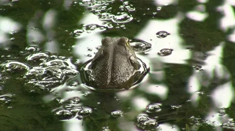 Frog.MTS Stock Footage 8517492