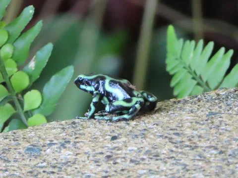 Frogs 9 Stock Photos