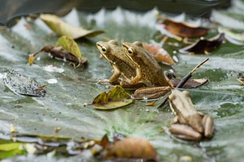 Frogs in the act, Park Stock Photos