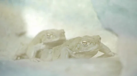 Frogs. amphibian animals Stock Footage 30977093